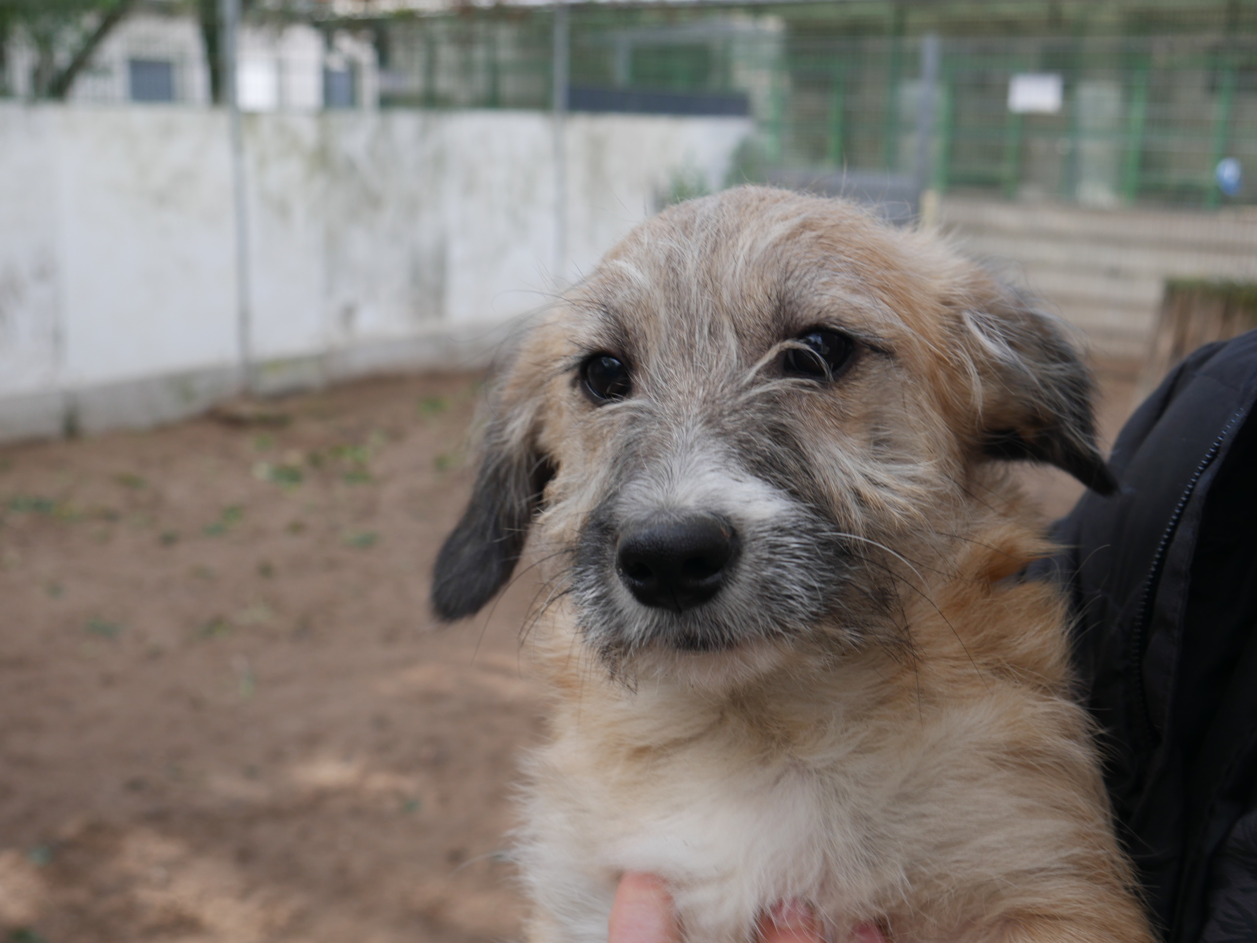 Elvis, Mischling – Tierheim Rüsselsheim