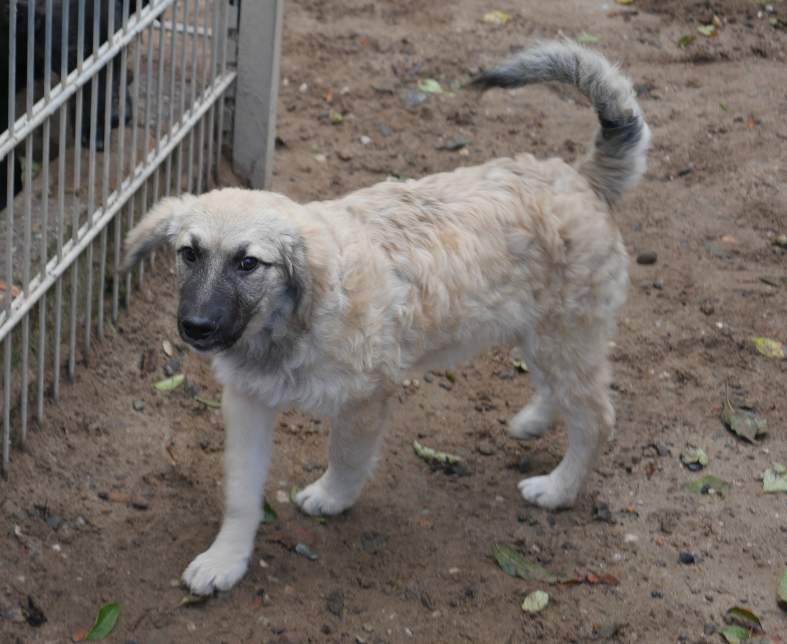 Joker, Mischling – Tierheim Rüsselsheim