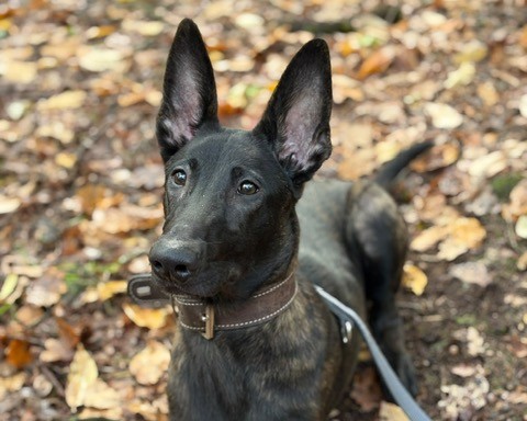 Karla, X-Herder – Tierheim Rüsselsheim